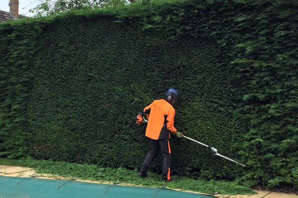 hedge shrub care