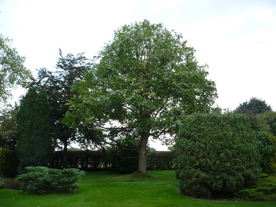 crown reduction on mature walnut tree 2